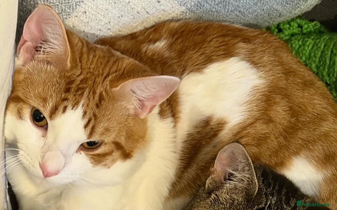 Domestic Shorthair cats for sale: Ginger and white 1 year old cat - Timmy - Advert 7