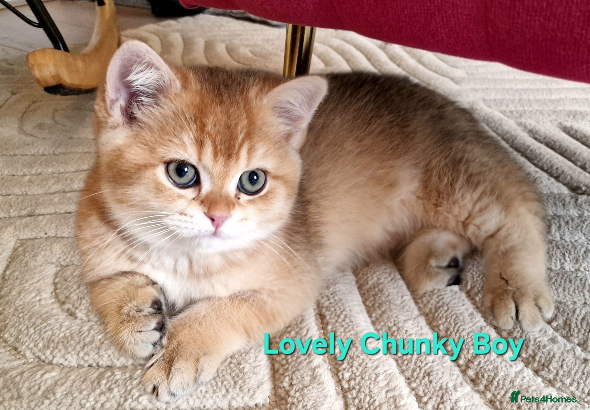 British Shorthair cats British Shorthair Golden Chinchilla Champion Lines - Advert 1