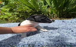 Jack Russell dogs for sale: 5 Available: Jack Russell Puppies. 2 Girls, 3 Boys - Image 21
