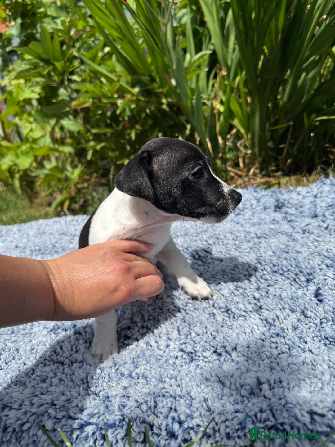 Jack Russell dogs for sale: 5 Available: Jack Russell Puppies. 2 Girls, 3 Boys - Image 21