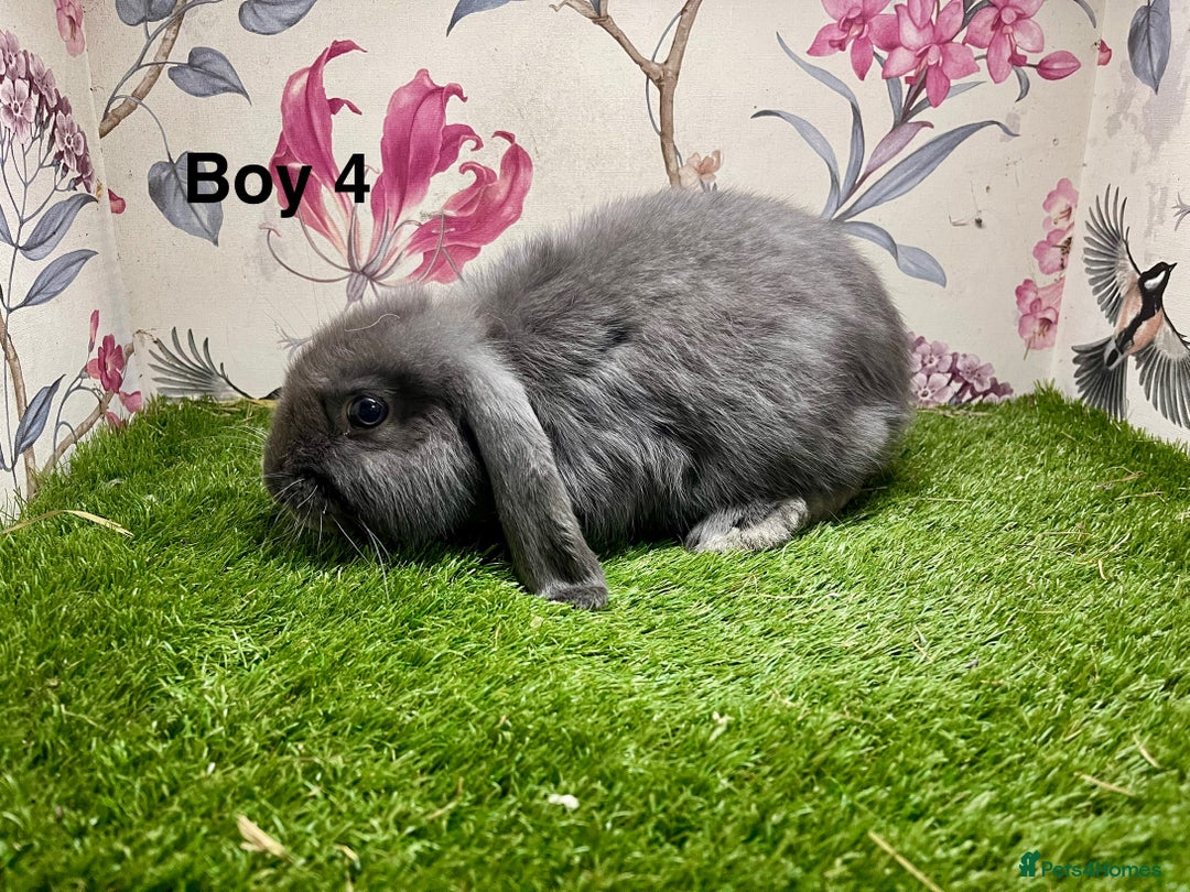 Mini Lop rabbits for sale: Mini lop baby rabbits  - Image 8