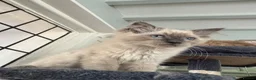 Ragdoll cats for sale: Ragdoll kittens Ready Now  - Advert 3