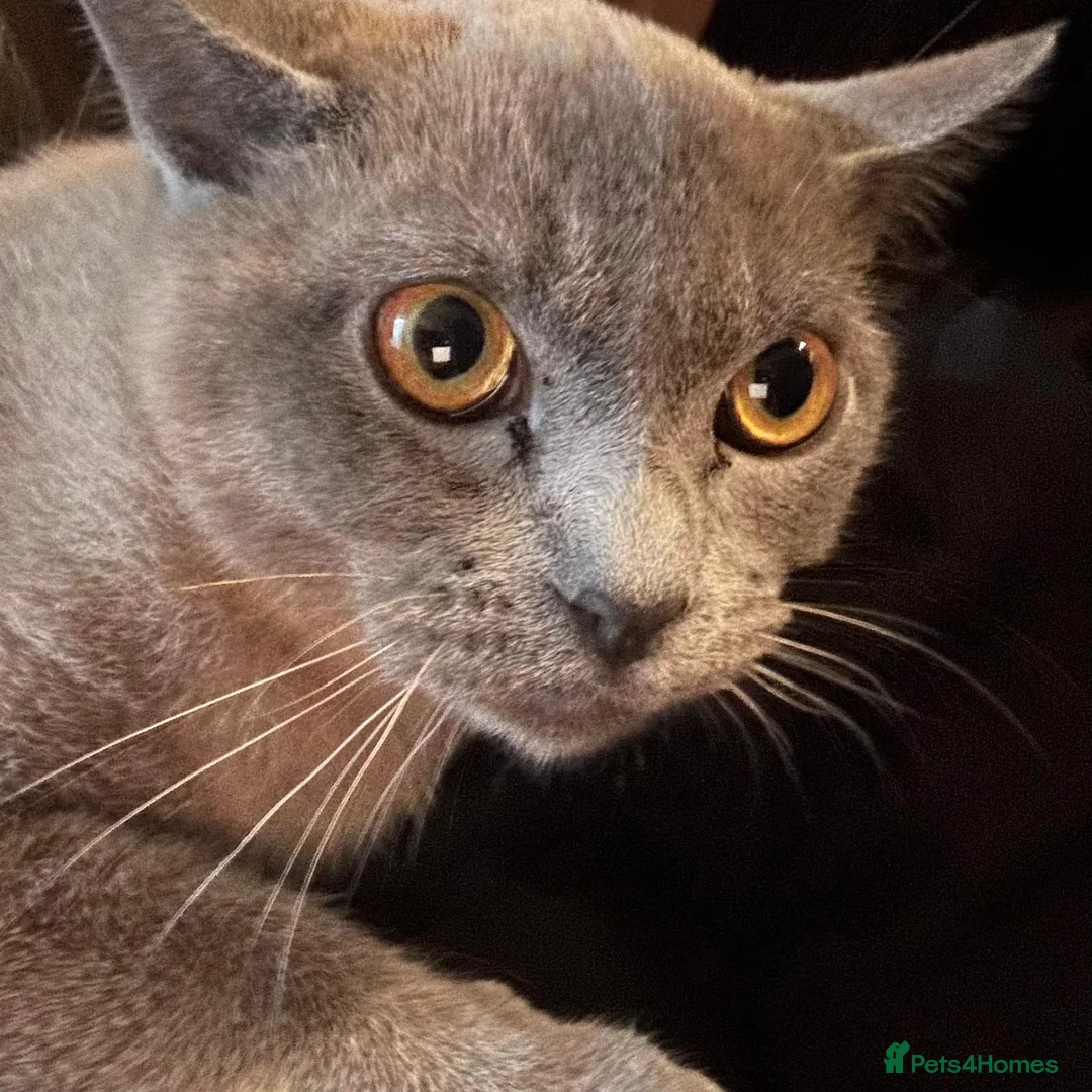 Burmese cats for sale: Blue and chocolate Burmese kittens  - Advert 14