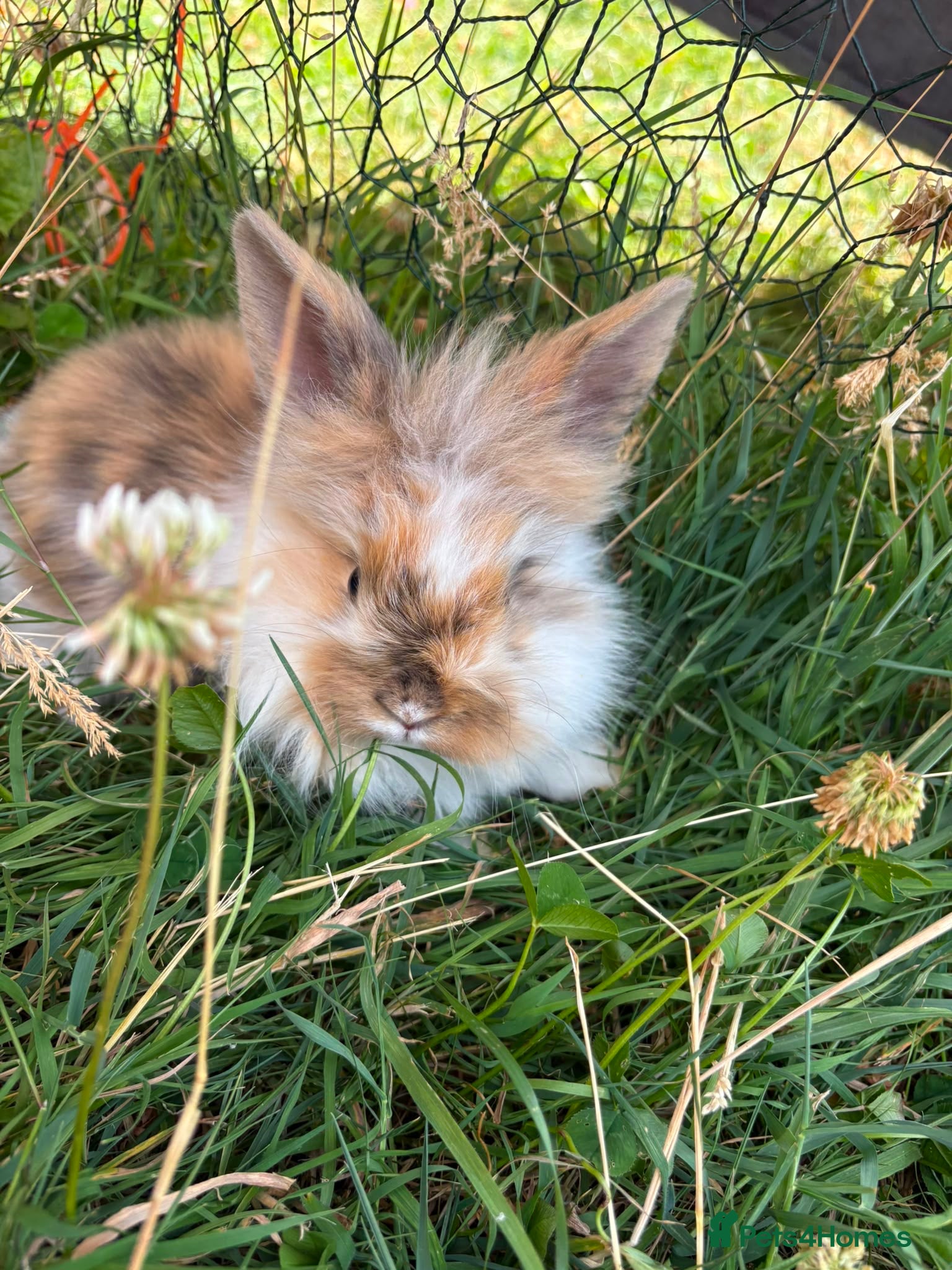 Mixed Breed rabbits Rabbits - Advert 2