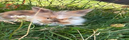 Mixed Breed rabbits for sale: Rabbits in Worcester - Advert 1