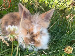 Mixed Breed rabbits Rabbits - Advert 12