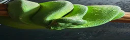 Python Snake reptiles for sale: Male manokwari green tree python and pvc setup - Advert 7