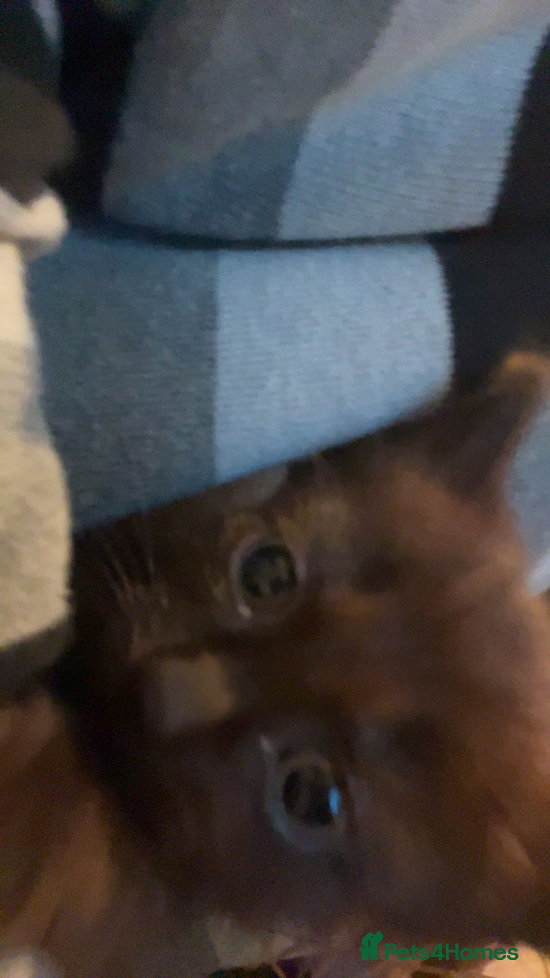 Russian Blue cats for sale: 1 kitten available  in Leicester - Image 5