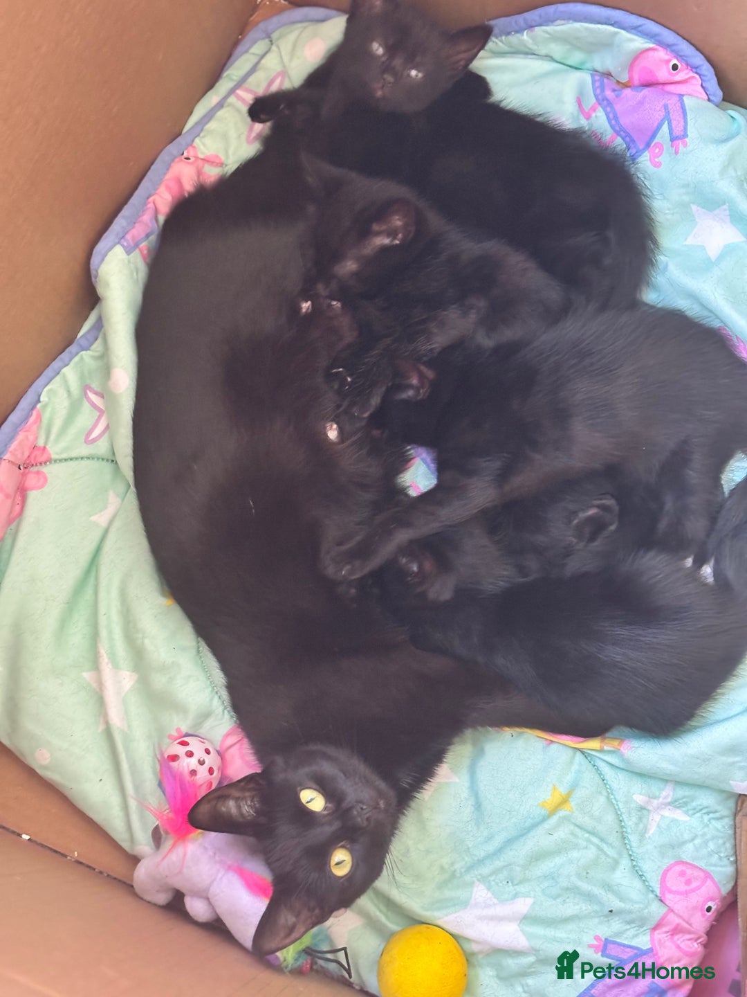 Domestic Shorthair cats for sale: 4 beautiful black kittens  - Image 7