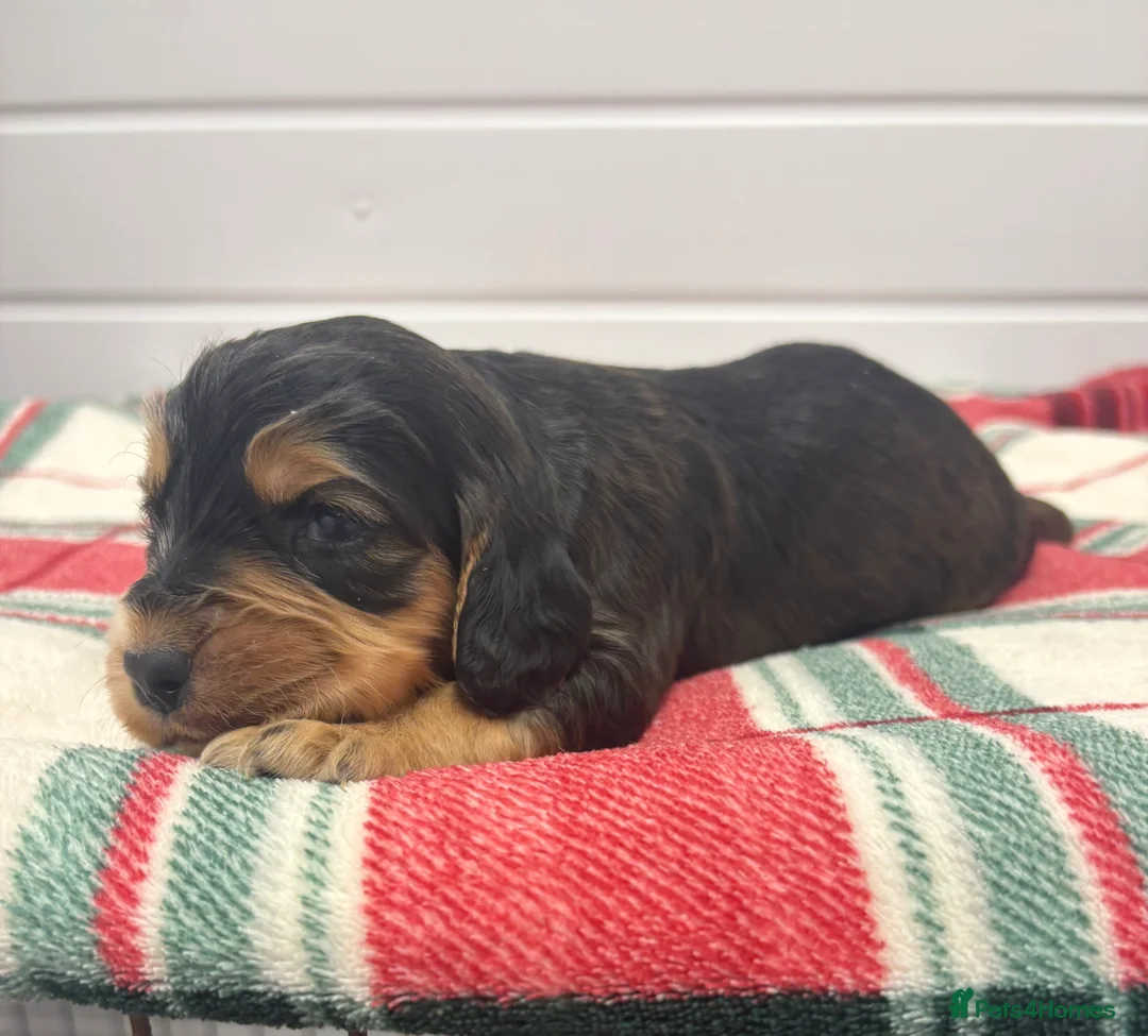 Cocker Spaniel dogs for sale: 7 Beautiful Cocker spaniel puppies  - Advert 18