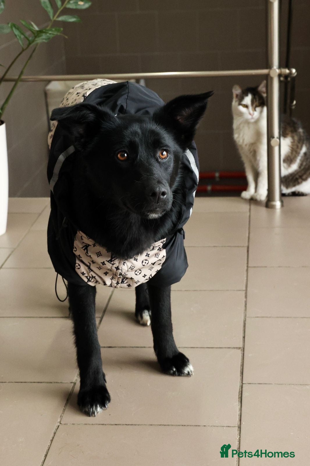 Mixed Breed dogs ❤️🐶 ARABELLA – SHE FOLLOWS QUIETLY, LOVES DEEPLY - Advert 3