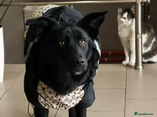 Mixed Breed dogs ❤️🐶 ARABELLA – SHE FOLLOWS QUIETLY, LOVES DEEPLY - Advert 4