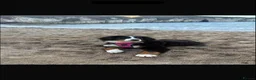 Bernese Mountain Dog dogs for sale: Kiara 11 month Bernese Mountain Dog  in Bradford - Advert 10