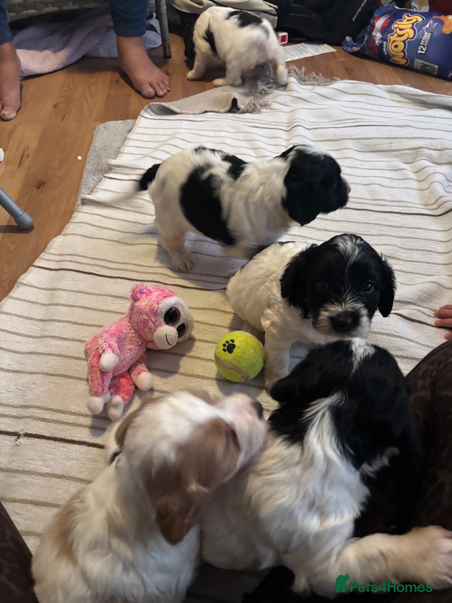 Cockapoo dogs Mini cockapoo health tested 3 available  - Advert 2