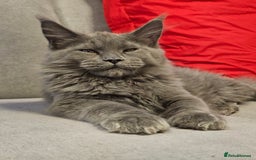 Maine Coon cats for sale: 🔥*Stunning Litter of 8💎Solid Blue Maine Coon*🔥  - Image 29