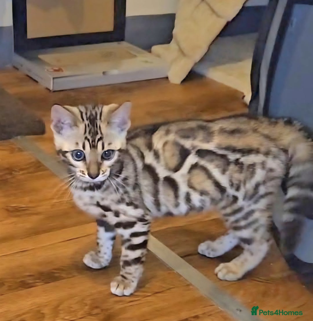 Bengal cats for sale: Bengal Kittens Tica Registered  - Image 19