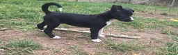 Border Collie dogs for sale: Last collie bitch pup  - Advert 4