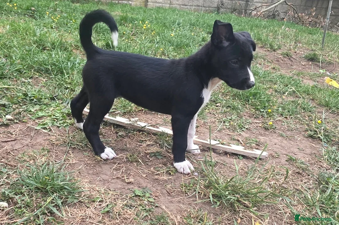 Border Collie dogs for sale: Last collie bitch pup  - Advert 4