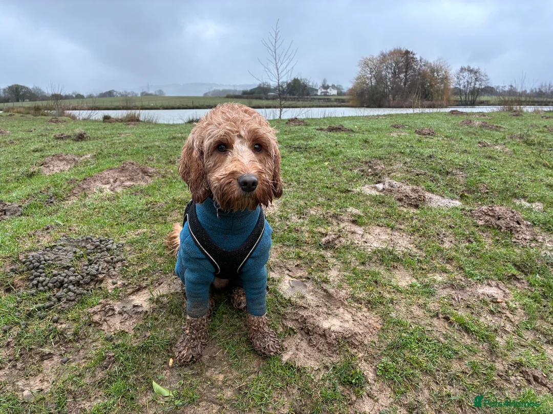 Cockapoo dogs for stud: F1 cockapoo  in Ashford - Advert 2