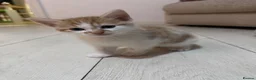 Mixed Breed cats for sale: 2 Male and 1 Female Kitten. - Advert 7