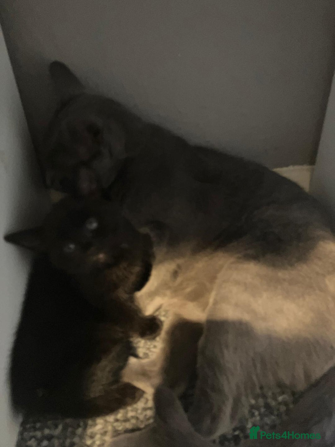 Mixed Breed cats for sale: Beautiful dark chocolate female kitten - Image 2