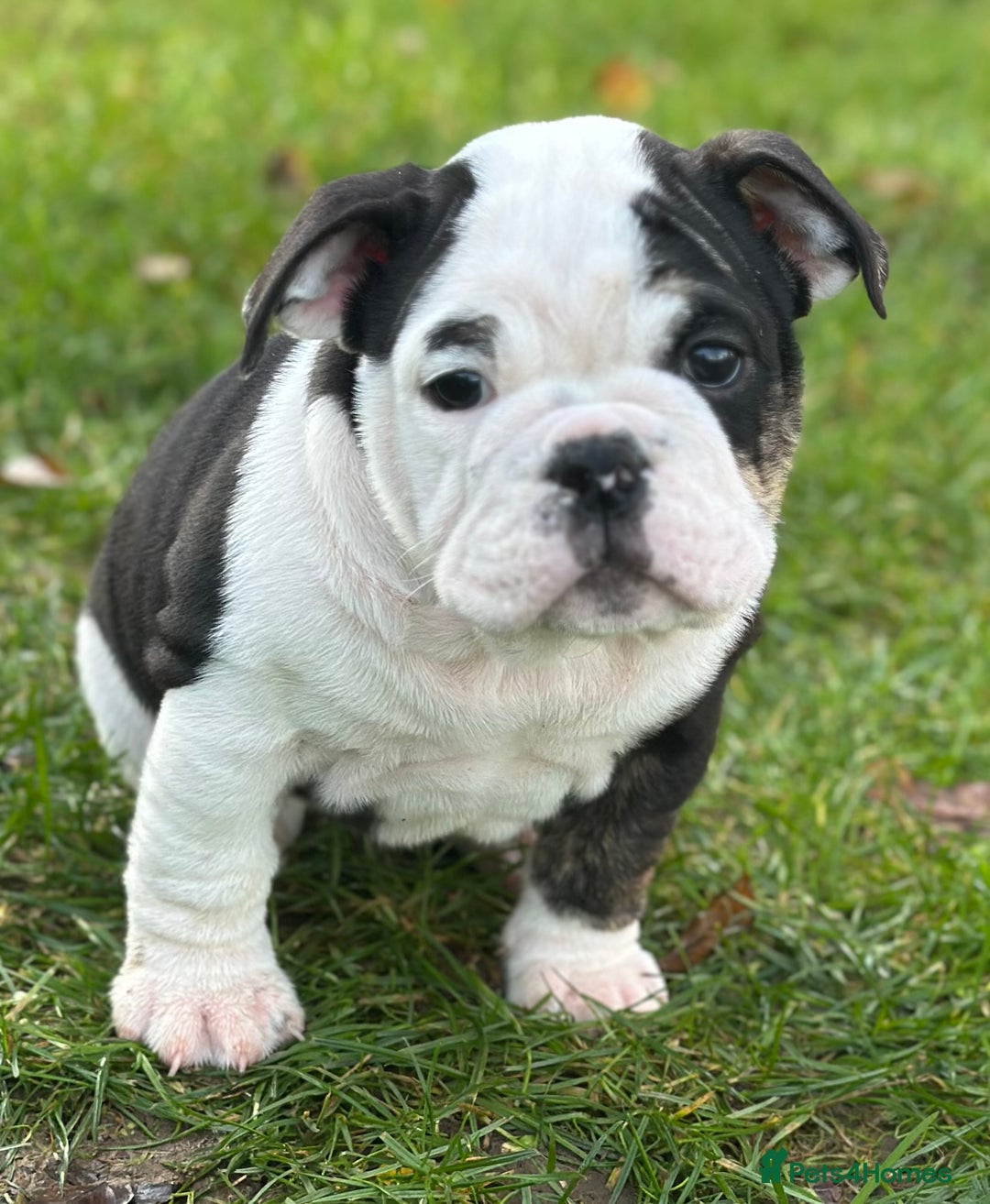 English Bulldog dogs for sale: 🌟Ready Now!🌟 - Advert 3
