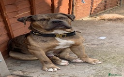 American Bulldog dogs for sale: Jhonson American Bulldog Merle Male (Kayos)  - Image 2