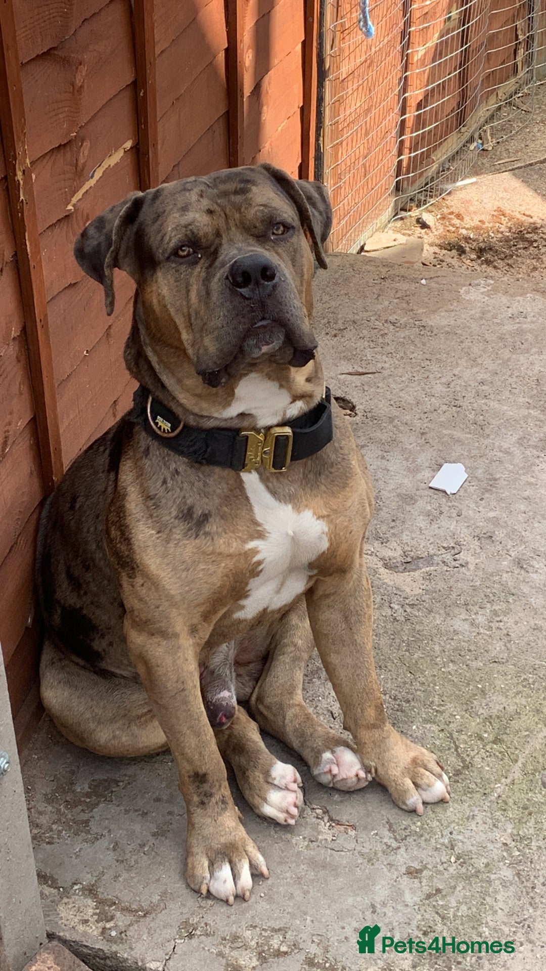 American Bulldog dogs for sale: Jhonson American Bulldog Merle Male (Kayos)  - Image 2