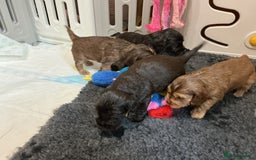 Cocker Spaniel dogs for sale: KC Reg Show Cocker Ext health tested - Image 15