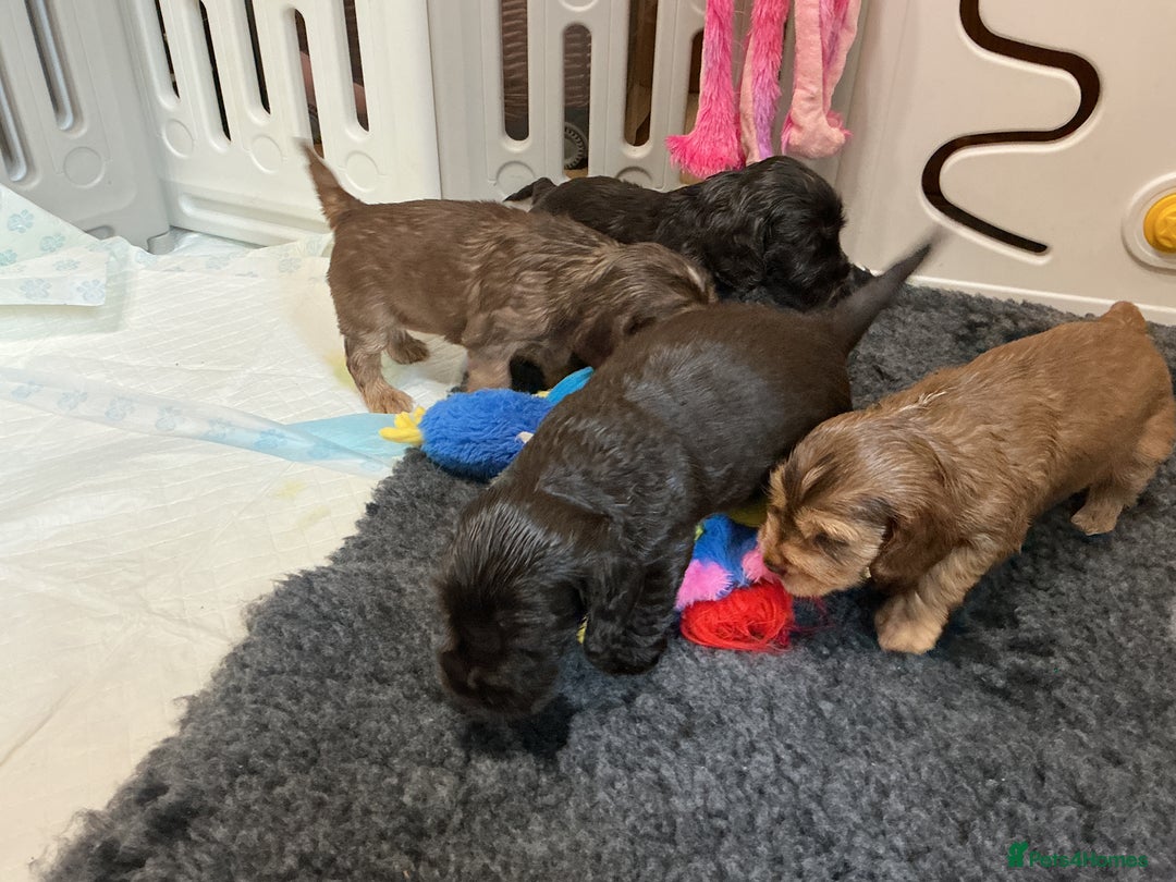 Cocker Spaniel dogs for sale: KC Reg Show Cocker Ext health tested - Image 15
