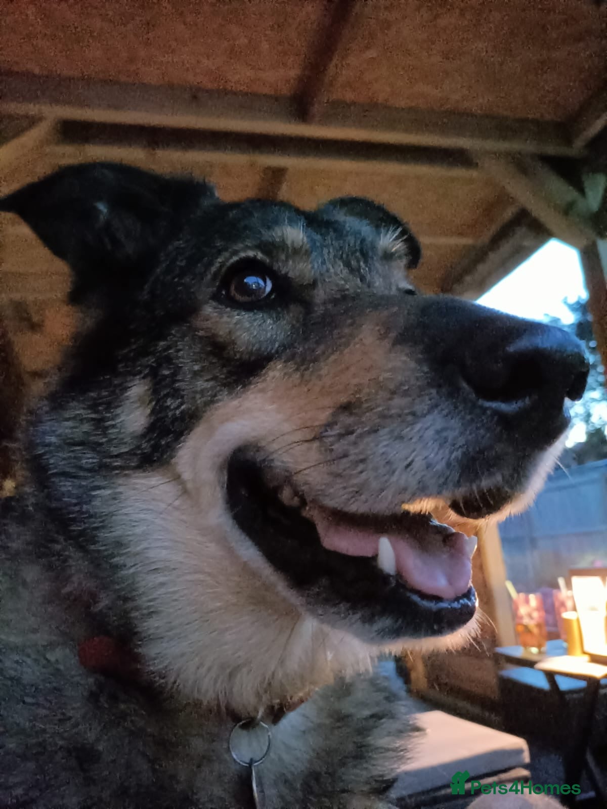 Shepsky dogs Home Wanted for German Shepherd x Husky - Advert 5