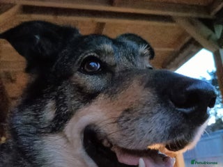 Shepsky dogs Home Wanted for German Shepherd x Husky - Advert 1