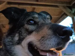 Shepsky dogs Home Wanted for German Shepherd x Husky - Advert 11