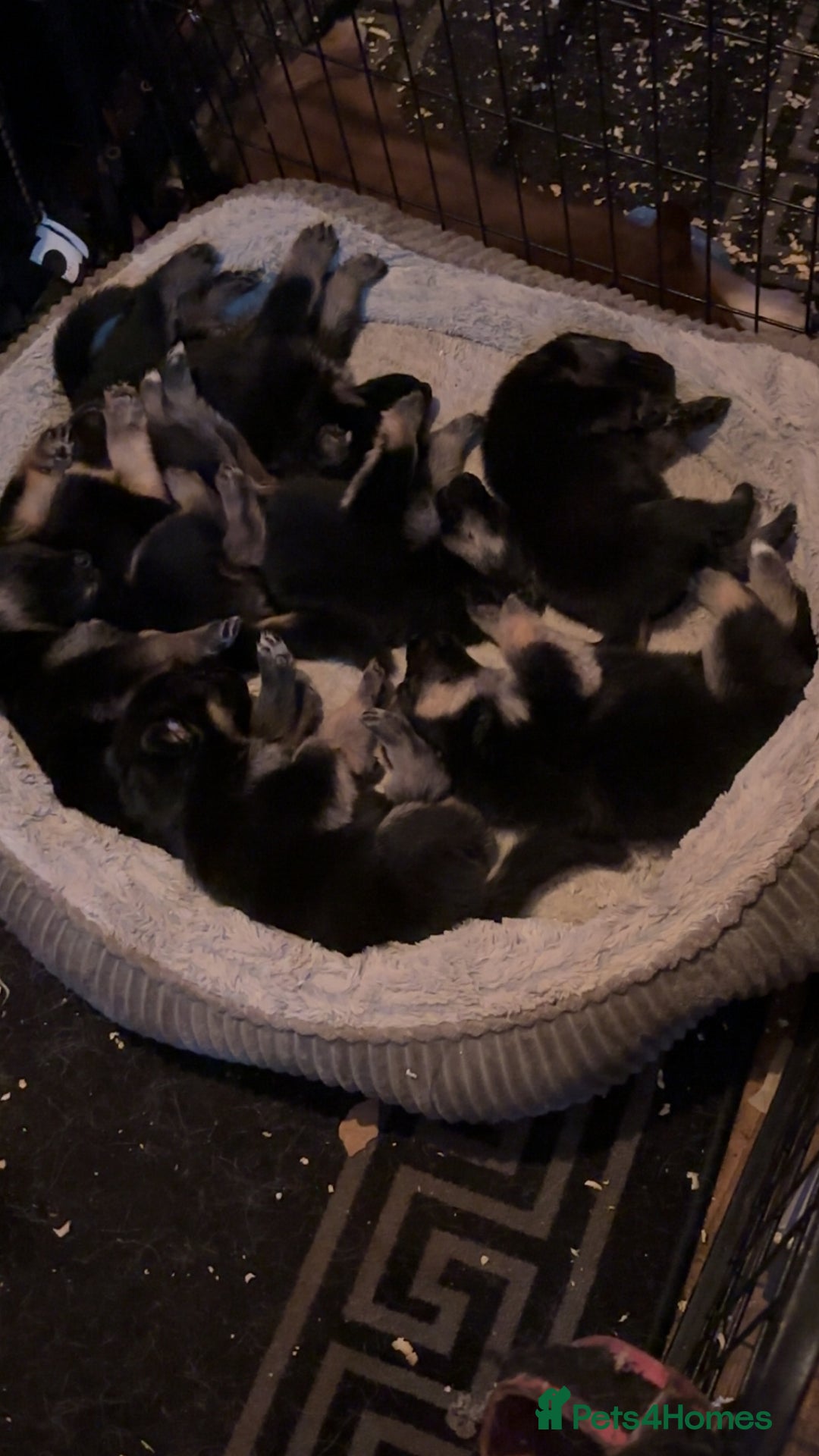 German Shepherd dogs for sale: German shepherd  - Image 1