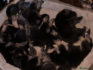 German Shepherd dogs - Advert 16