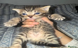 Domestic Shorthair cats for sale: Our babies looking for their forever lovely home - Image 18