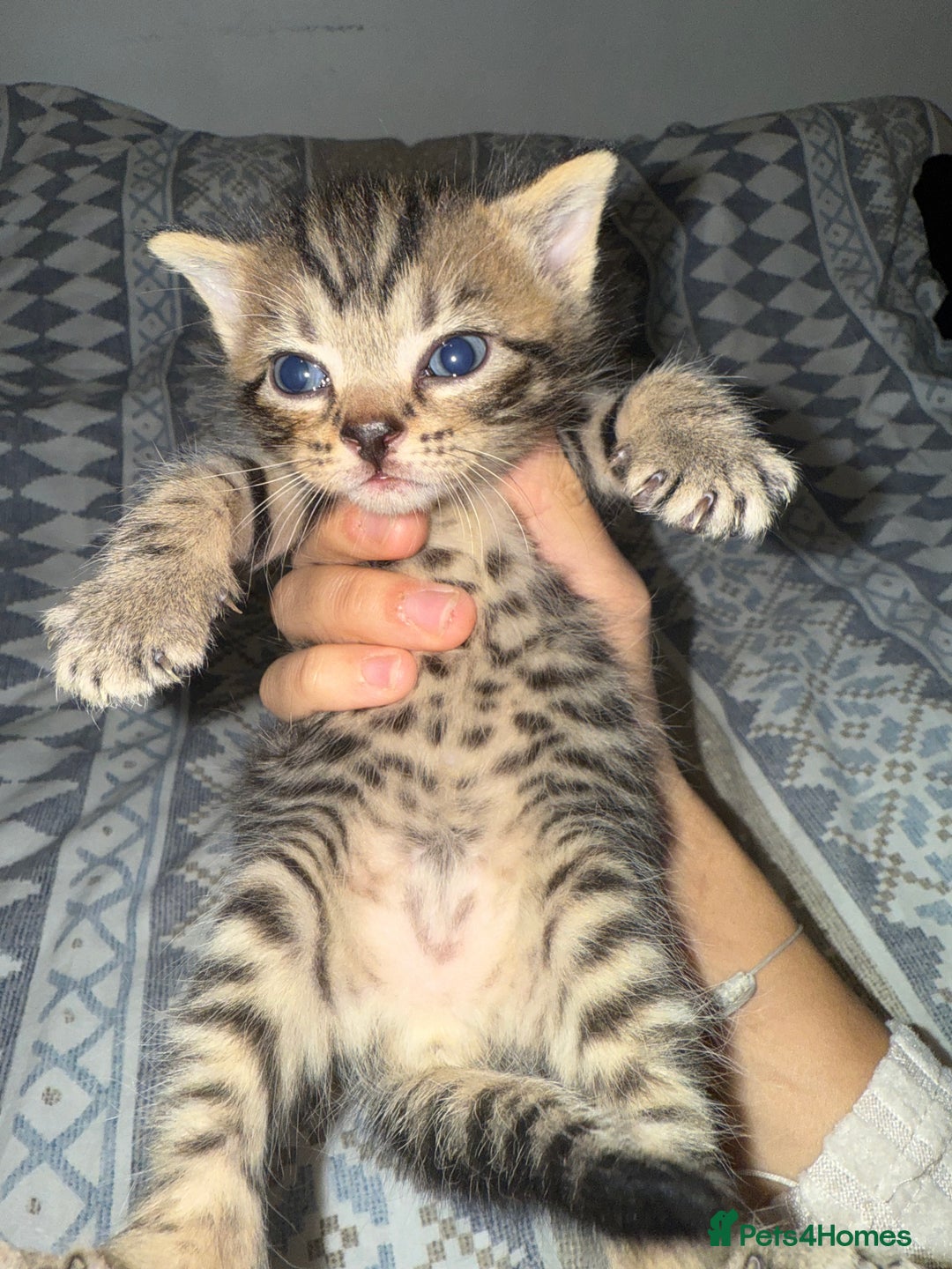 Domestic Shorthair cats for sale: Our babies looking for their forever lovely home - Image 18