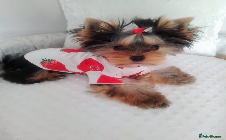 Yorkshire Terrier dogs ❤️Gorgeous yorkie girl available ❤️ - Advert 5