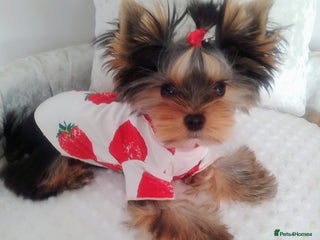 Yorkshire Terrier dogs ❤️Gorgeous yorkie girl available ❤️ - Advert 2