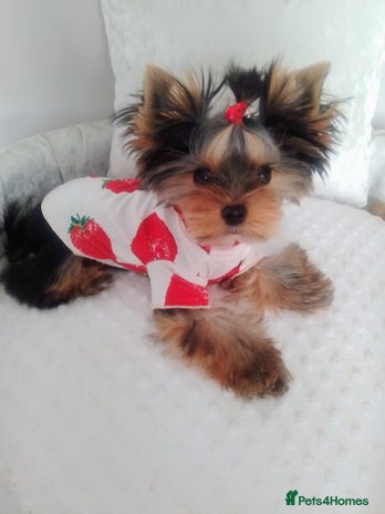 Yorkshire Terrier dogs ❤️Gorgeous yorkie girl available ❤️ - Advert 1