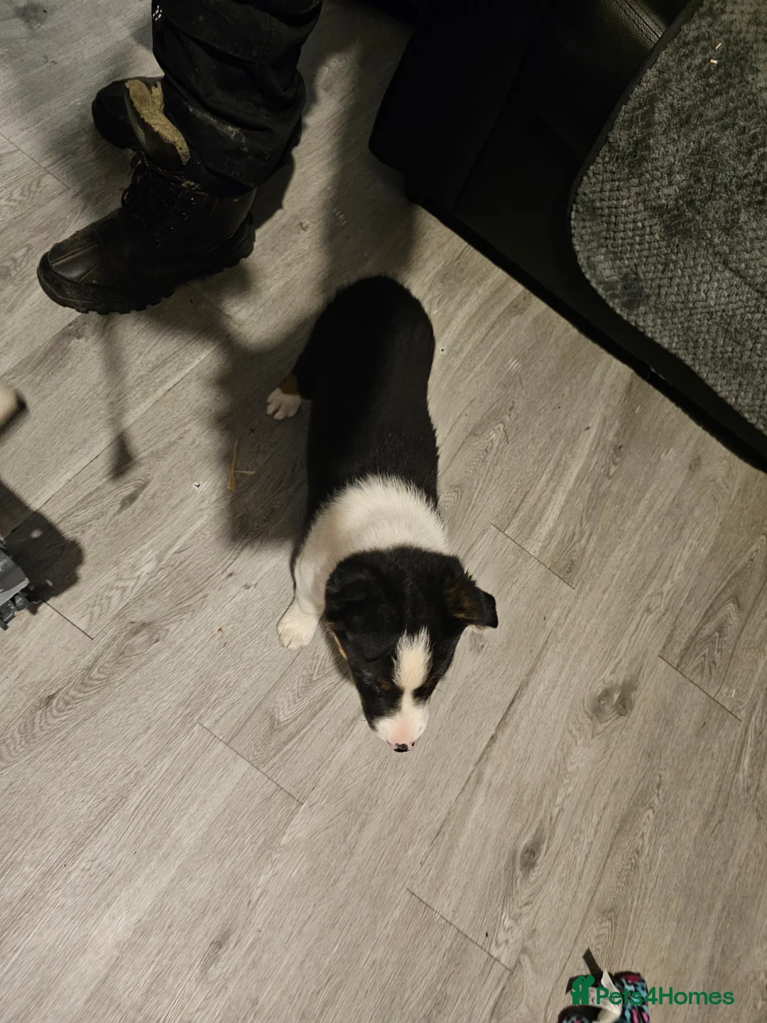 Border Collie dogs for sale: Collie for homing - Advert 11