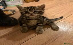 Mixed Breed cats for sale: 4 beautiful kittens  - Image 8