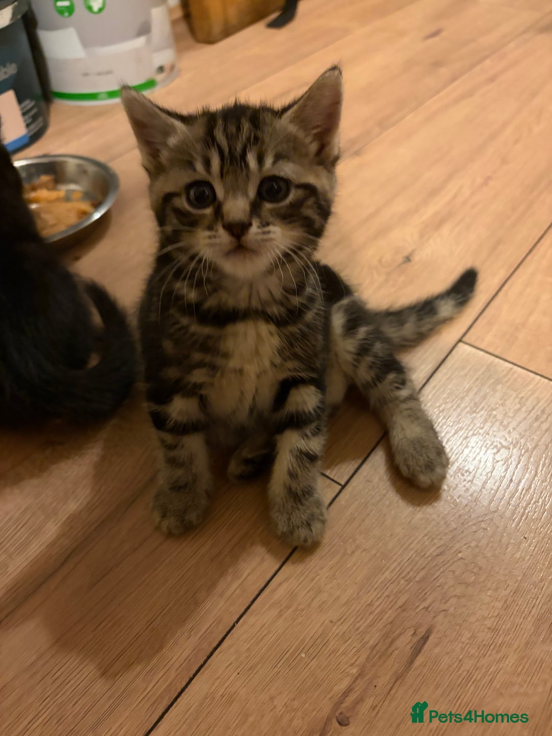 Mixed Breed cats for sale: 4 beautiful kittens  - Image 8