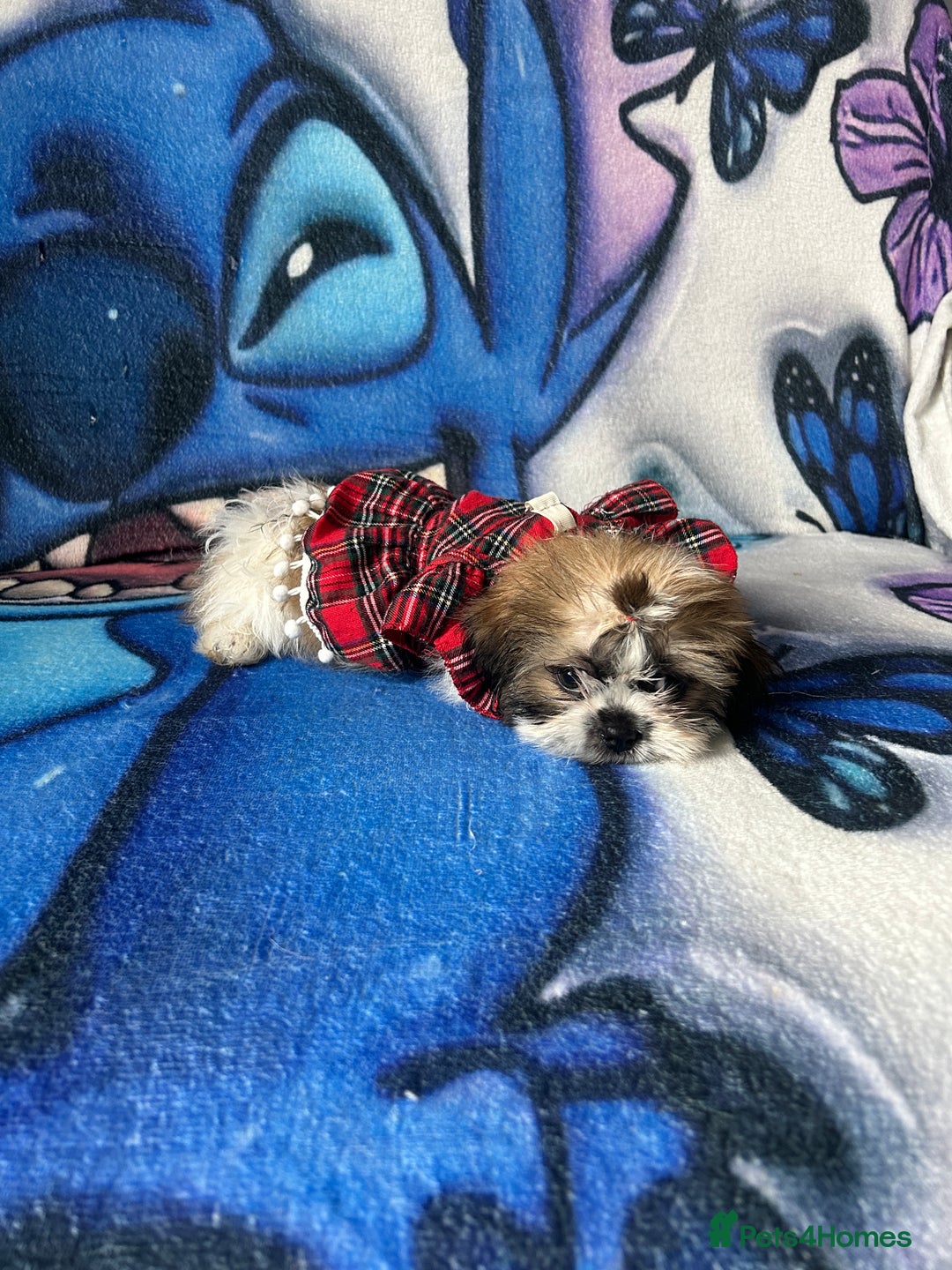 Shih Tzu dogs for sale: Beautiful shih Tzu puppies - Image 1