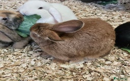 Dwarf Lop rabbits for sale: Therapy Bunny Pairs - Image 6