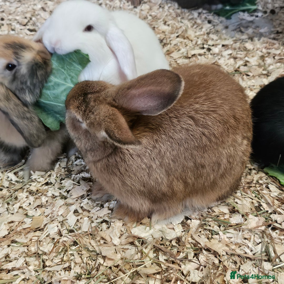 Dwarf Lop rabbits for sale: Therapy Bunny Pairs - Image 6