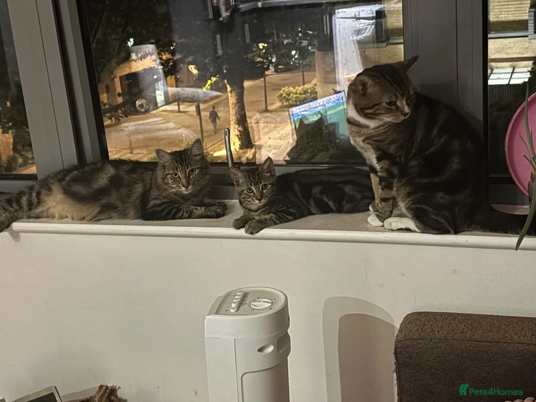 Mixed Breed cats for sale: Extremely Affectionate Bengal Mix Girl 🩷 - Advert 2