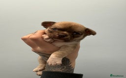 Chihuahua dogs for sale: Health tested & KC Reg Chocolate sable boy left! - Advert 2