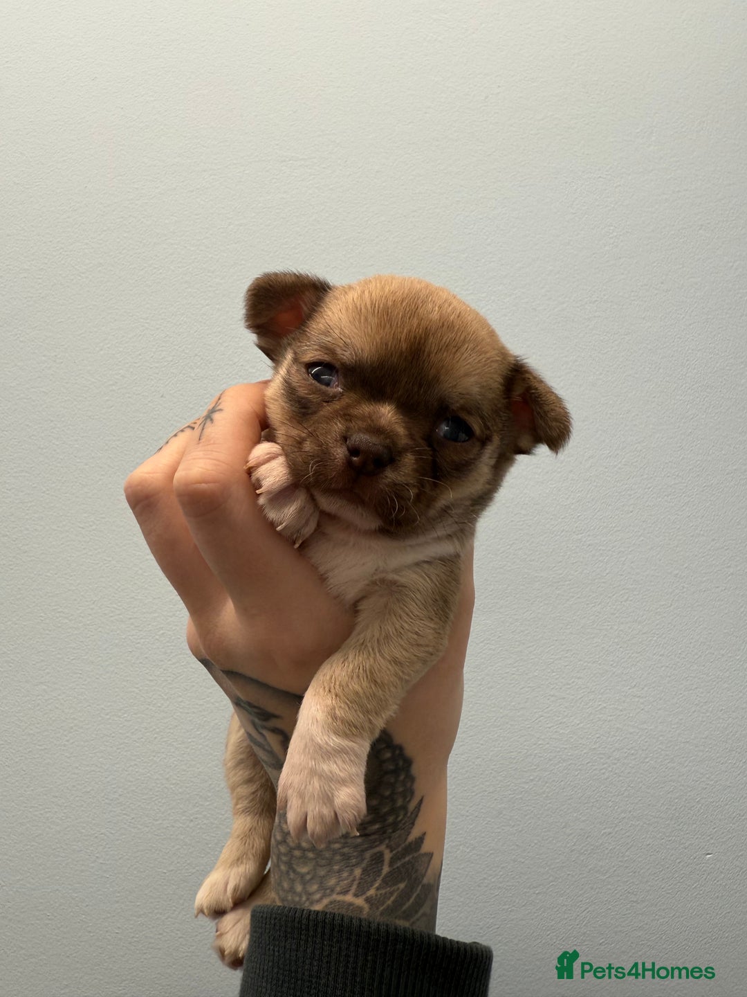 Chihuahua dogs for sale: Health tested & KC Reg Chocolate sable boy left! - Advert 2