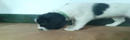Sprocker dogs for sale: Quality Sprocker Spaniels  - Advert 17